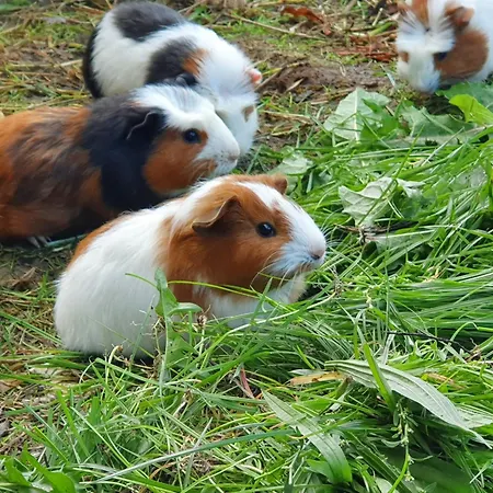 La Vicomterie Ver (Manche)