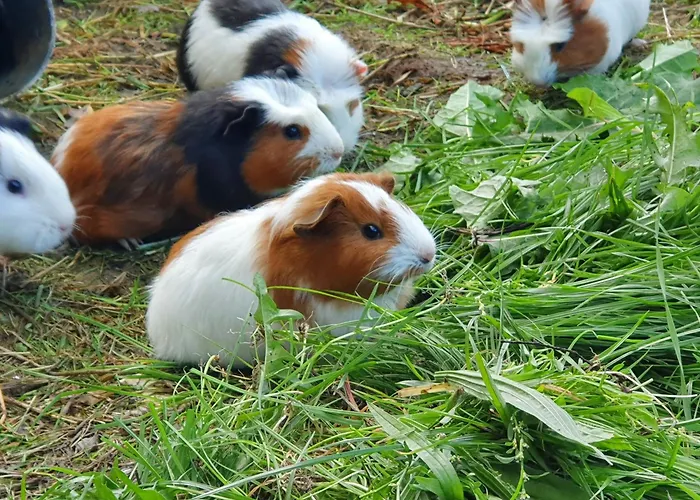 La Vicomterie Ver (Manche)